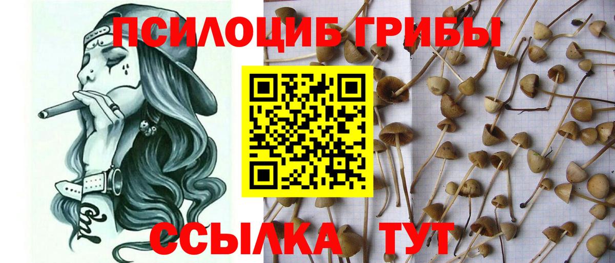 продажа наркотиков  Псилоцибиновые грибы Cubensis  Вход с VPN  Владивосток 